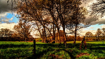 Rural Landscape with Bare Trees and Wooden Gate