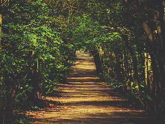 Sunlit Forest Pathway with Dappled Shadows and Green Canopy