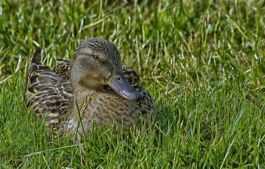 Female Mallard Duck Resting in Green Grass