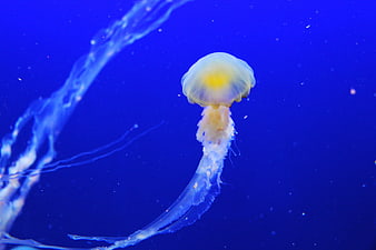 Glowing Jellyfish Floating in Deep Blue Ocean Water