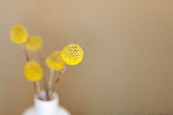 Yellow Craspedia Flowers in White Vase with Copyspace