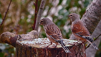 Two small brown birds eating seeds on a tree stump