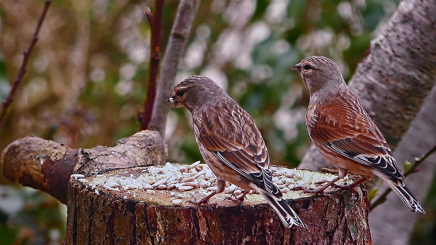 Two small brown birds eating seeds on a tree stump