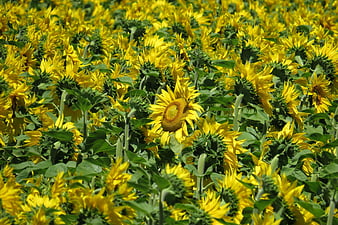 Vibrant Sunflower Field in Full Bloom Under Bright Sun