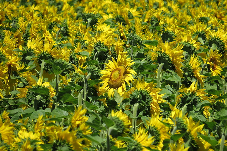 Vibrant Sunflower Field in Full Bloom Under Bright Sun