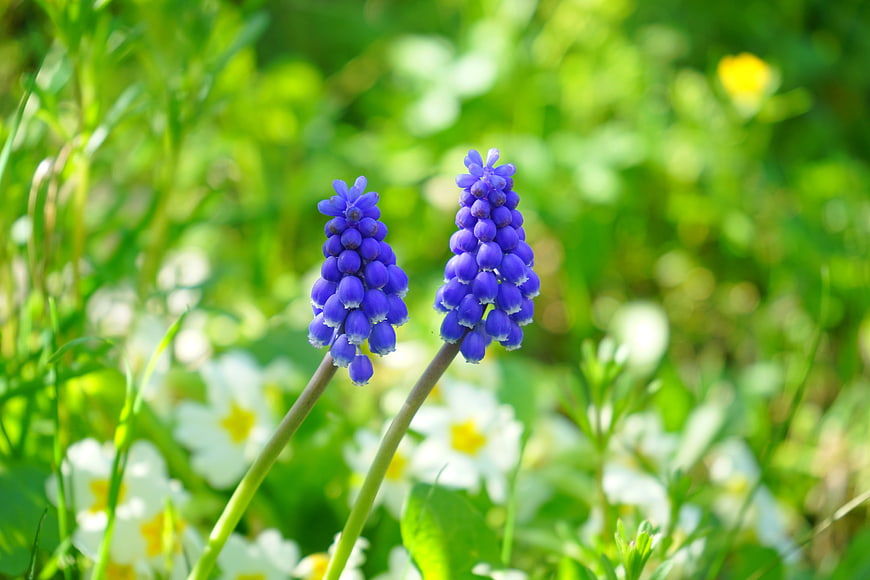 Blue Grape Hyacinth Flowers in Spring Meadow