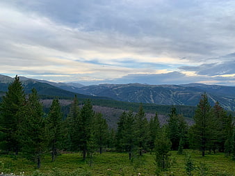 Scenic Mountain Landscape with Pine Forest and Cloudy Sky
