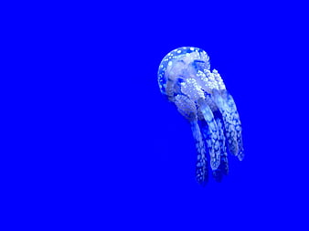 Blue-spotted jellyfish floating against a solid blue background