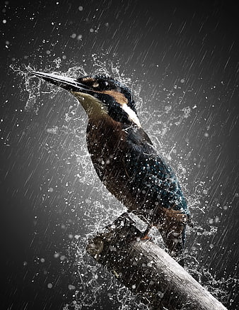 Dramatic Kingfisher Bird Perched in Heavy Rain Splash