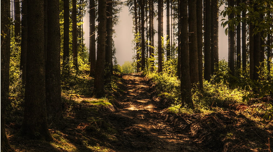 Sunlit Forest Path Through Tall Pine Trees