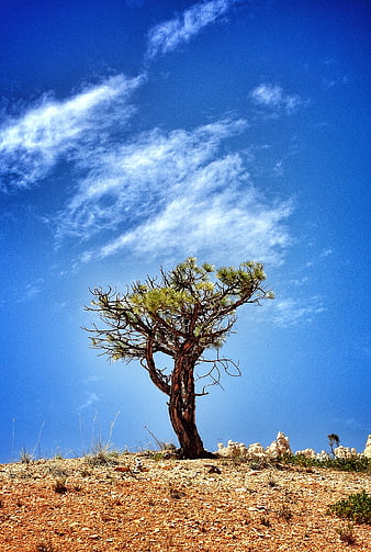 Lone Joshua Tree Against Blue Sky in Desert Landscape