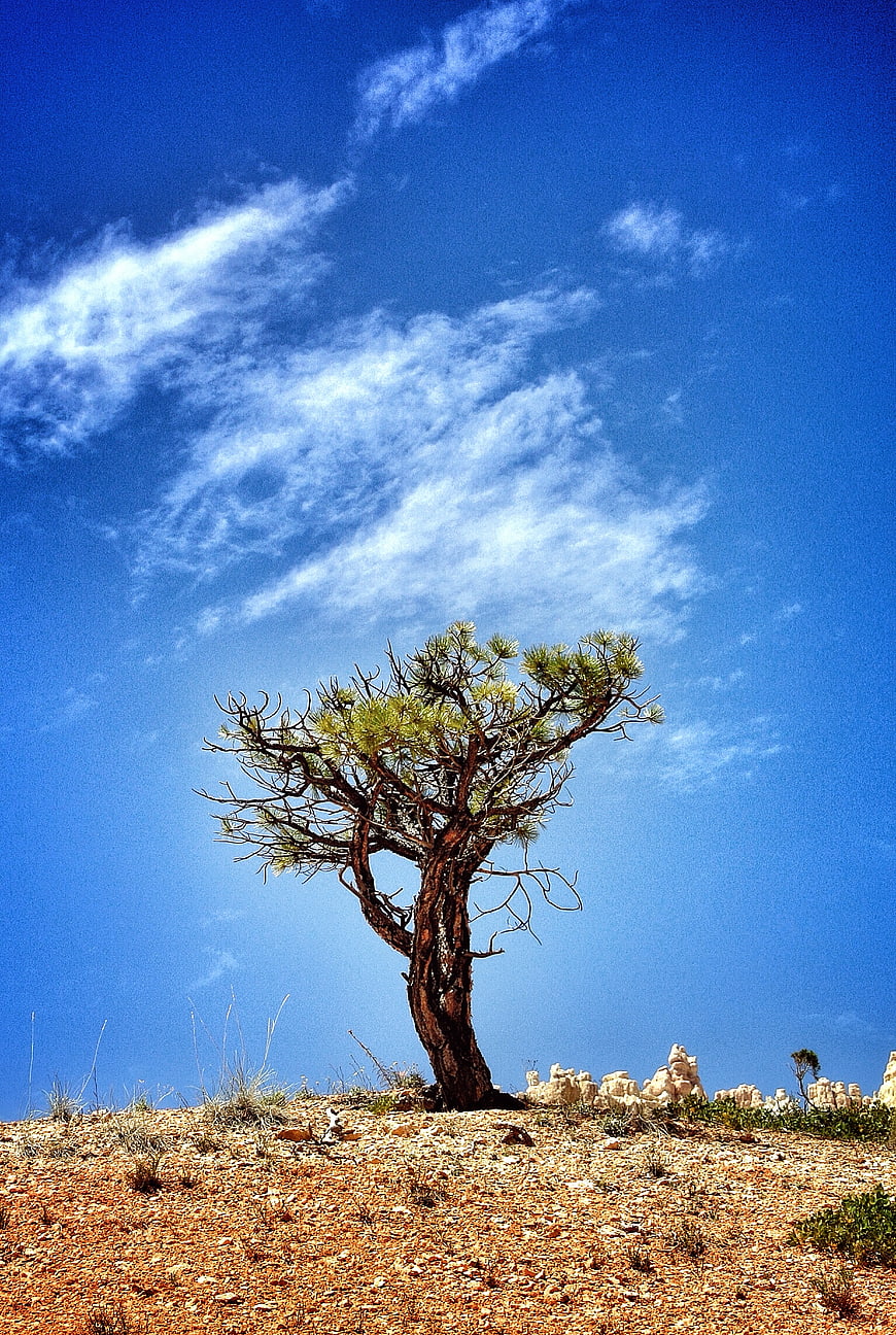 Lone Joshua Tree Against Blue Sky in Desert Landscape