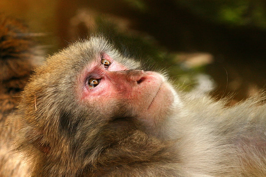 Close-up of a Japanese Macaque Monkey Looking Up