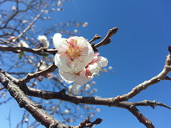 White and Pink Blossoms on Branch Against Blue Sky
