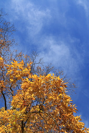 Golden autumn leaves against a bright blue sky