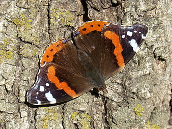 Red Admiral Butterfly Resting on Textured Tree Bark