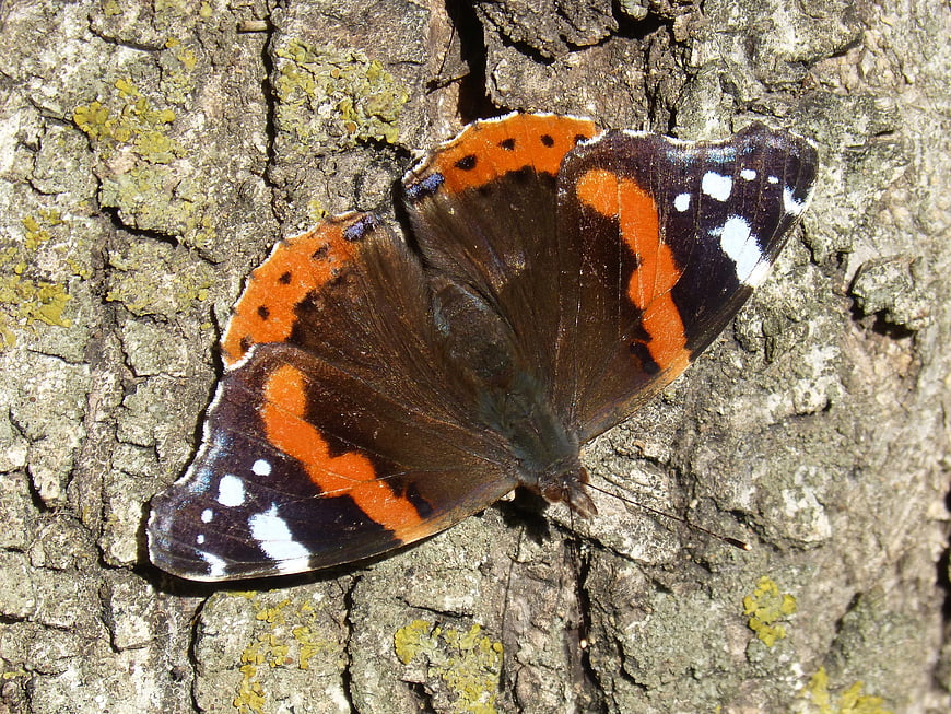 Red Admiral Butterfly Resting on Textured Tree Bark