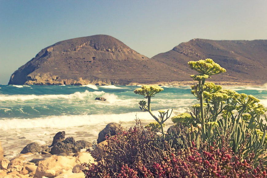 Vintage Coastal Landscape with Succulents and Ocean Waves