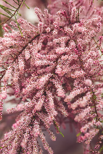 Close-up of delicate pink flowering tree branches in spring