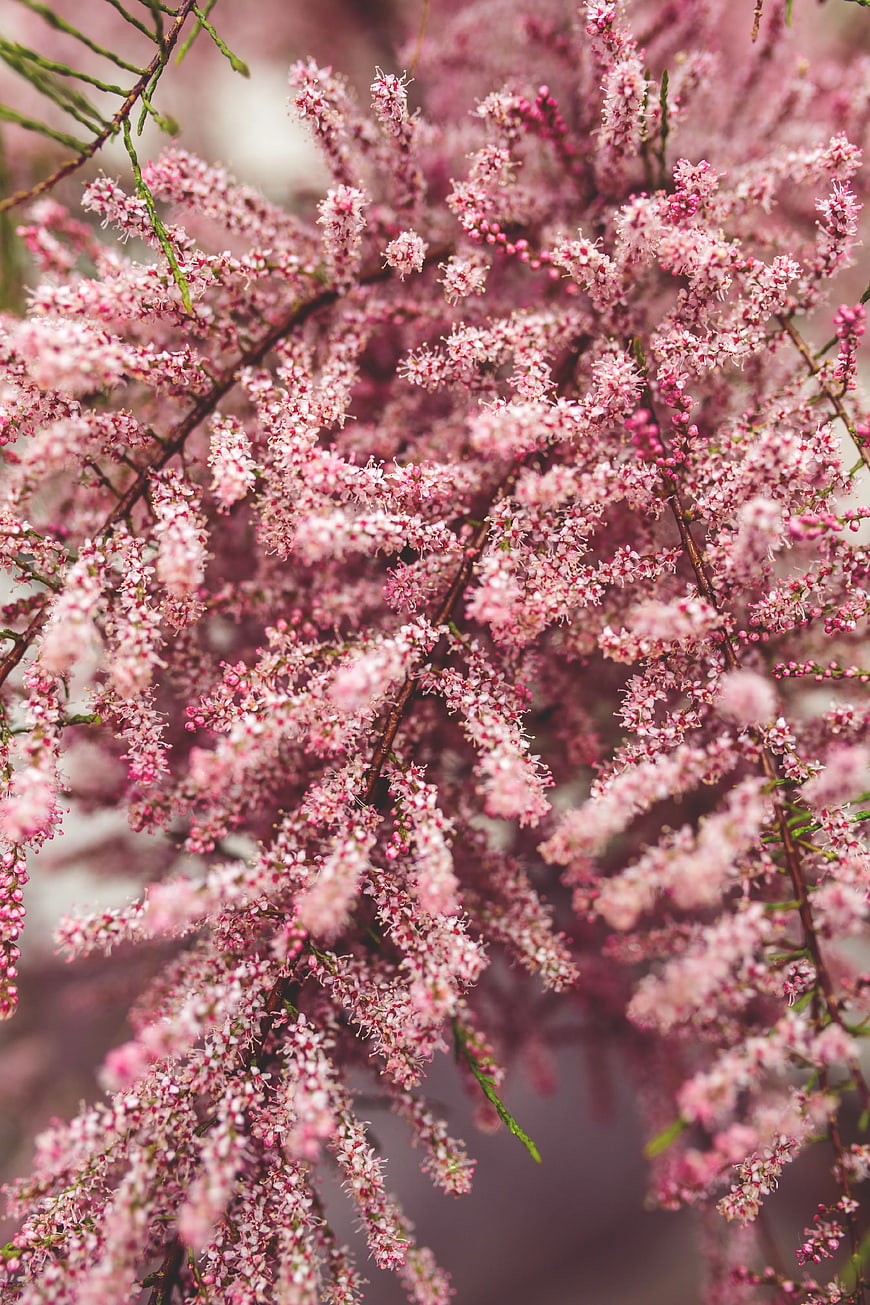 Close-up of delicate pink flowering tree branches in spring
