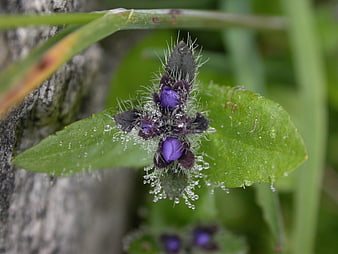 Close-up of purple wildflower with dew drops on green leaves