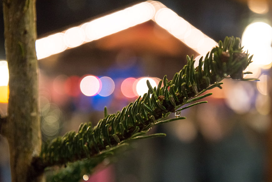 Close-up of pine branch with water droplet and bokeh lights