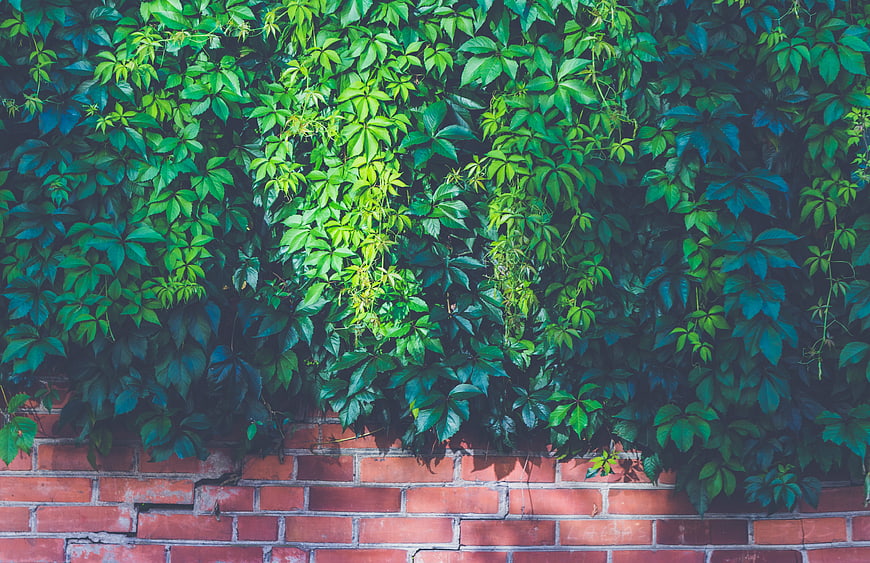 Green ivy vines climbing a red brick wall background