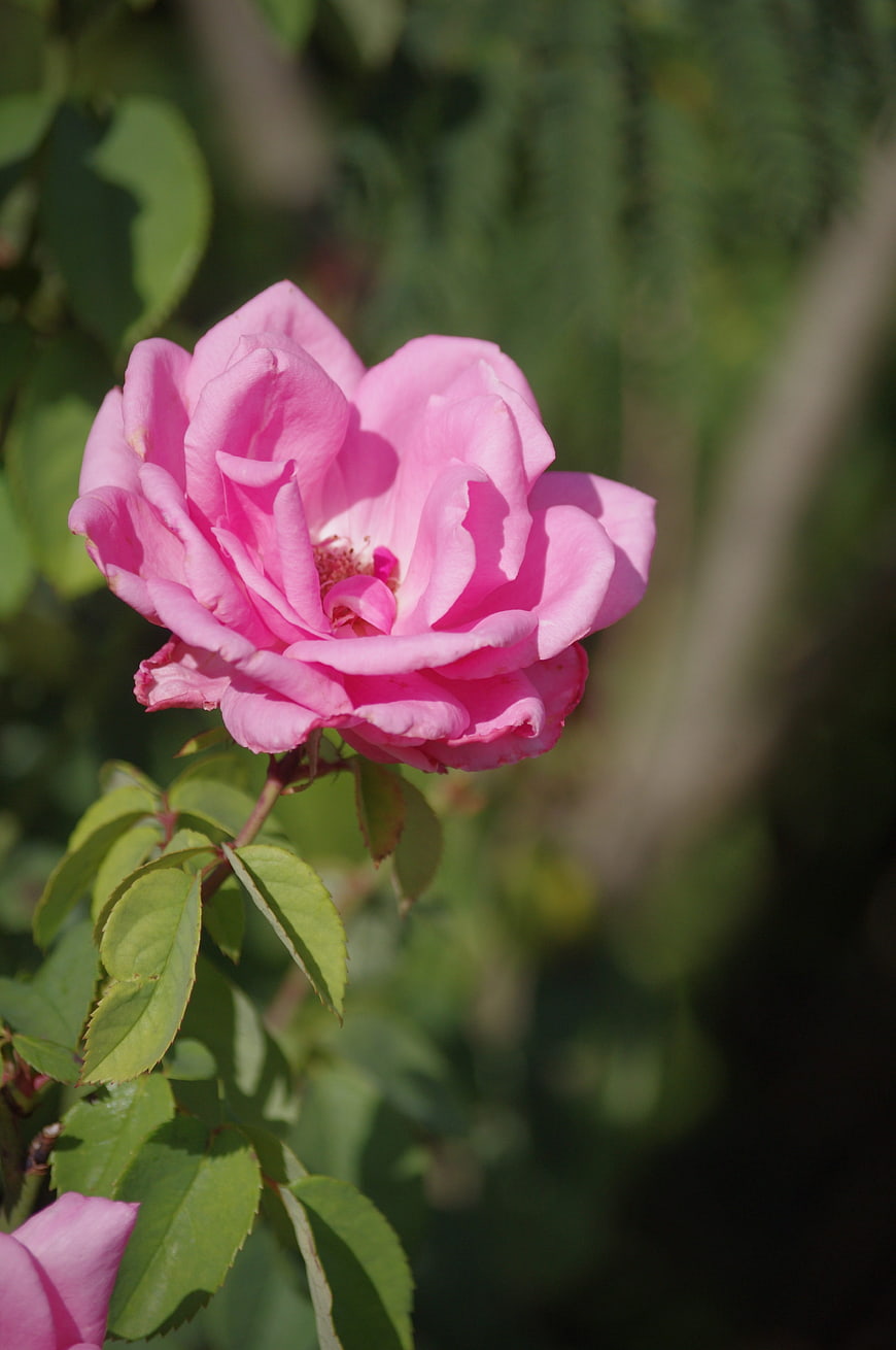 Close-up of a vibrant pink rose in a garden