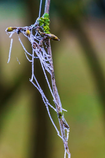Frosty Branch with Hoarfrost and Moss in Nature
