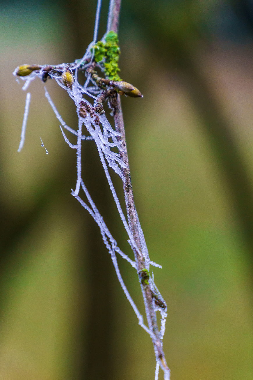 Frosty Branch with Hoarfrost and Moss in Nature