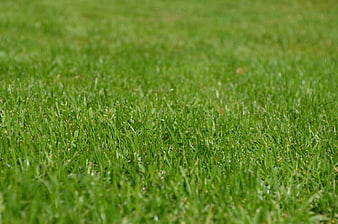 Close-up of lush green grass lawn texture background