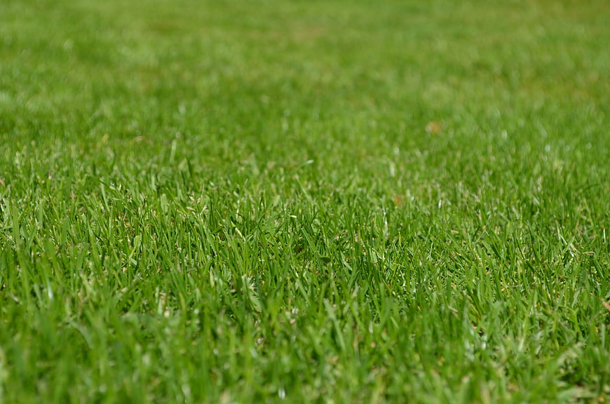 Close-up of lush green grass lawn texture background