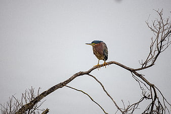 Green Heron Perched on Bare Branch Against Overcast Sky