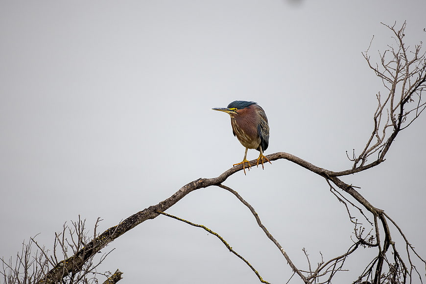 Green Heron Perched on Bare Branch Against Overcast Sky