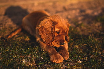 Golden Cocker Spaniel Puppy Resting on Grass at Sunset