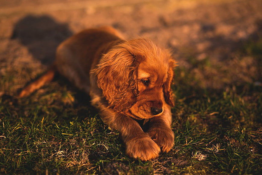 Golden Cocker Spaniel Puppy Resting on Grass at Sunset