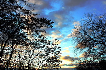 Silhouetted Trees Against Dramatic Blue and Orange Sunset Sky