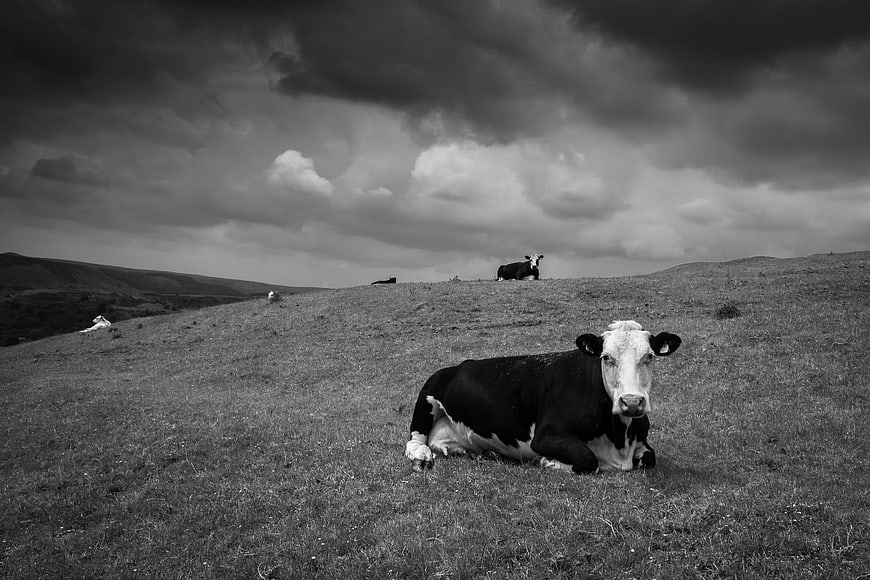 Black and white cow resting in a grassy field under dramatic clouds