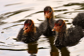 Three fluffy black coot chicks swimming in calm water