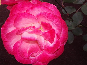 Vibrant Pink Rose Close-Up with Dark Background