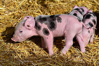 Spotted Piglet Standing On Hay With Siblings