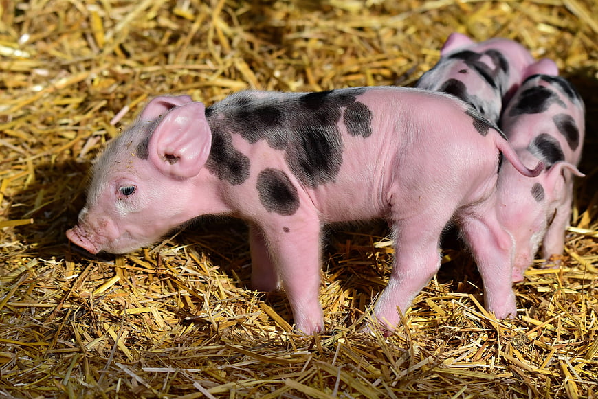 Spotted Piglet Standing On Hay With Siblings