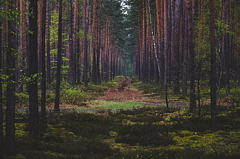 Mystical Pine Forest Path with Mossy Ground