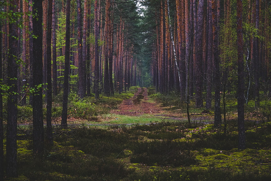 Mystical Pine Forest Path with Mossy Ground