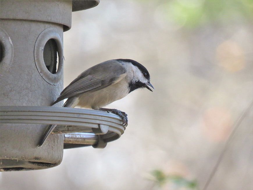 Black-capped Chickadee Perched on Bird Feeder