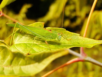 Green Katydid Insect Camouflaged on Leaf Macro