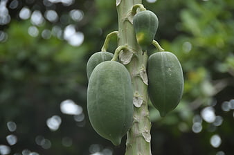 Green Papaya Fruits Growing on Tree Trunk