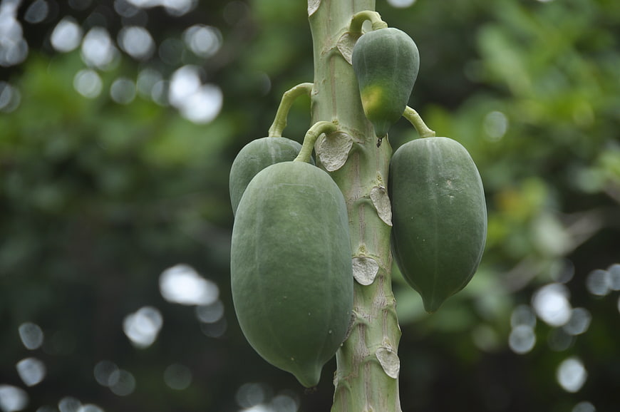 Green Papaya Fruits Growing on Tree Trunk