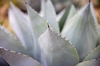 Close-up of Agave Plant Leaf with Sharp Spines