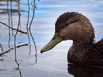 Close-up of a female mallard duck swimming in a pond